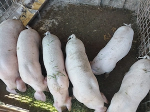 Vând șoldani  - imagine 3