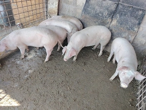 Vând șoldani  - imagine 4