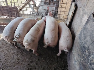 Vând șoldani  - imagine 5