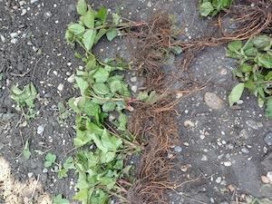 Vand muri, 2 lei butas, tel.   - imagine 2