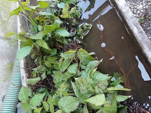 Vand muri, 2 lei butas, tel.   - imagine 3