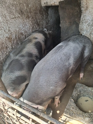 Vand porci 