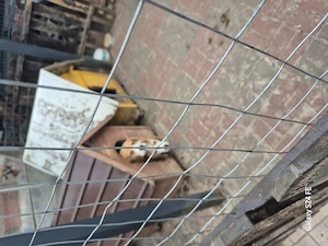 Mascul Beagle, vacinat deparazitat, cipat 