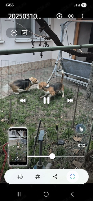 Mascul Beagle, vacinat deparazitat, cipat  - imagine 2