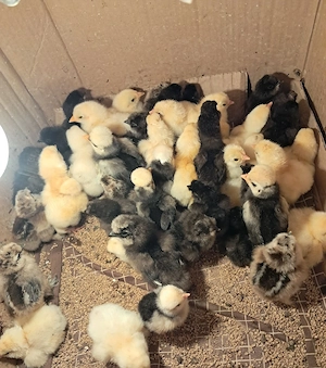 Puișori de găină mătase japoneza neagră si Moțată olandeză  - imagine 3