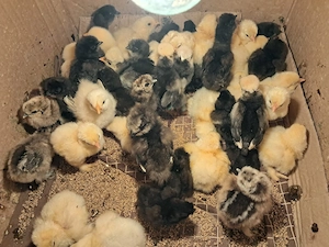 Puișori de găină mătase japoneza neagră 