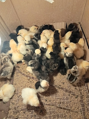 Puișori de găină mătase japoneza neagră si Moțată olandeză  - imagine 4