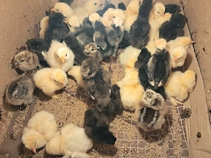 Puișori de găină mătase japoneza neagră si Moțată olandeză  - imagine 2