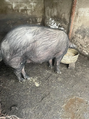  Vand purcea  - imagine 2