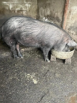  Vand purcea  - imagine 3