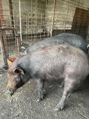 Vand purcei - imagine 2