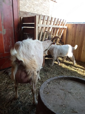 Ied si ieduta rasa Sannen - imagine 2