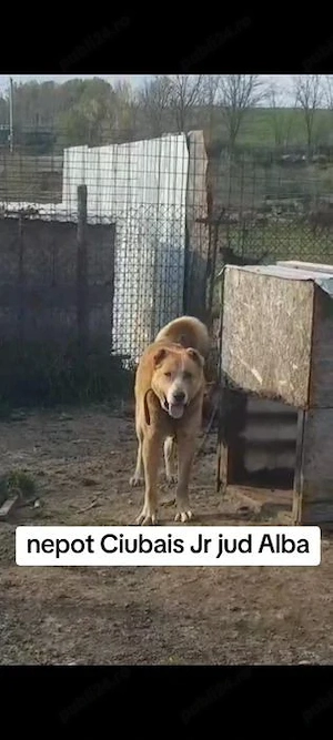 Vând volkodav nepot Ciubais Jr 