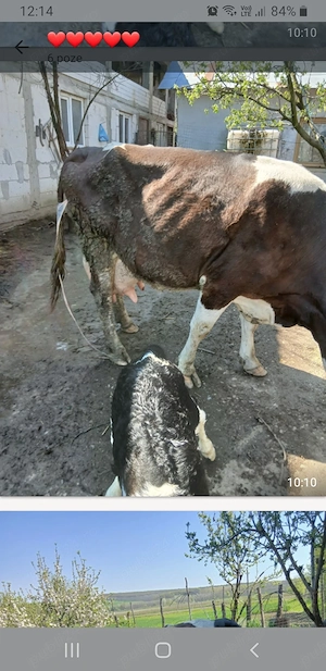 De vanzare, vaca fatata