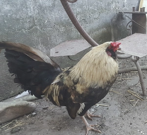 trei cocosi  tineri - imagine 2