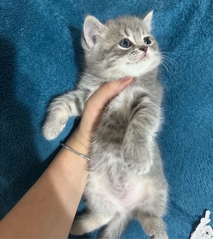 British Shorthair 