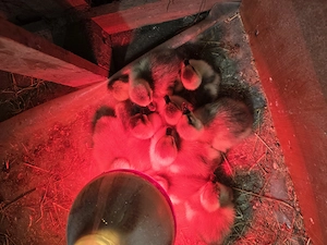 Vand 10 boboci gasca leseasca