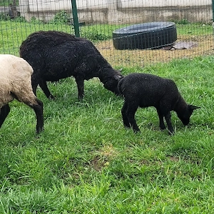 oaie texel cu 2 berbecuti - imagine 2