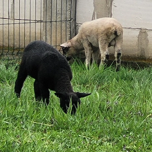 oaie texel cu 2 berbecuti