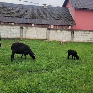 oaie texel cu 2 berbecuti - imagine 3