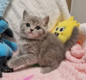 British Shorthair Silver 