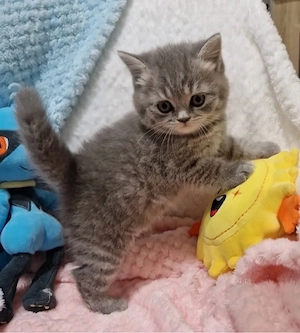 British Shorthair Silver  - imagine 2