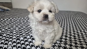 vand Bichon Maltez