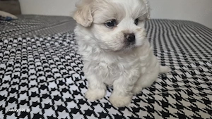 vand Bichon Maltez - imagine 2