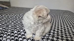 vand Bichon Maltez - imagine 3