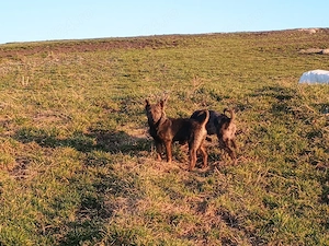 Căței de întors ungurești  - imagine 3