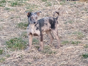 Căței de întors ungurești  - imagine 2