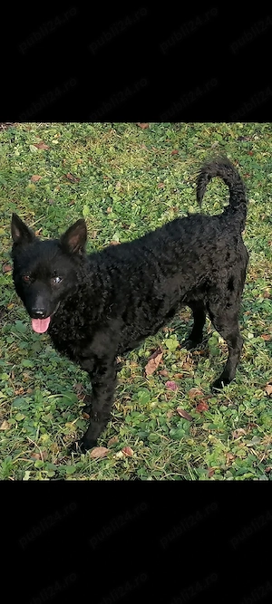 Căței de întors ungurești  - imagine 5