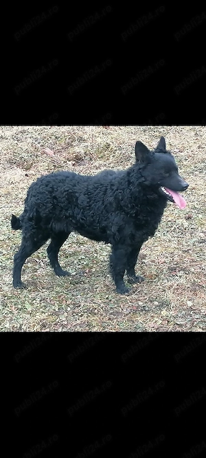 Căței de întors ungurești  - imagine 4