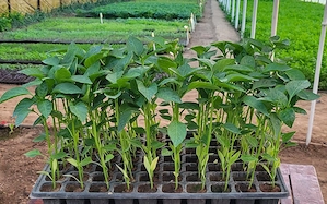 Răsaduri roșii, ardei, castraveți ,dovlecei producator Bio