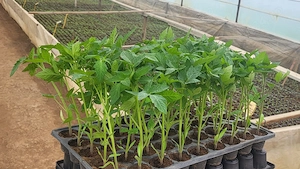 Răsaduri roșii, ardei, castraveți ,dovlecei producator Bio cu experienta