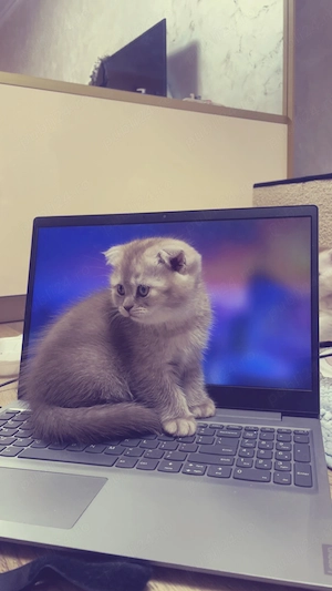 pui scottish , baiat - imagine 4