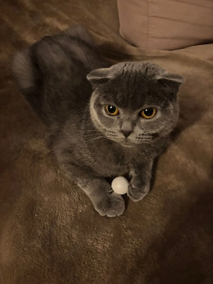 Pui de british short hair - imagine 4