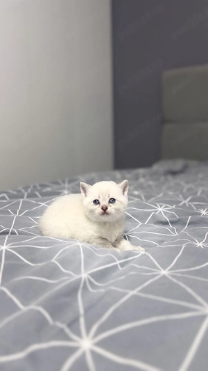 Pui de british short hair