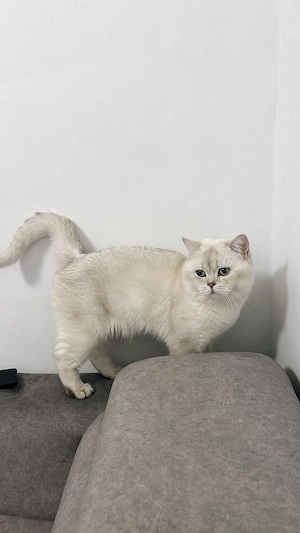 Pui de british short hair - imagine 3