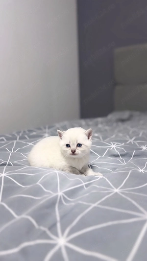 Pui de british short hair - imagine 2