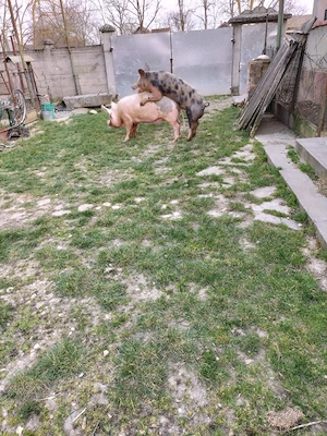 2 vieri de monta  - imagine 3