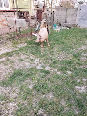 2 vieri de monta  - imagine 4