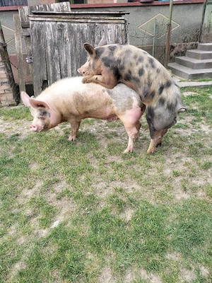 2 vieri de monta  - imagine 5