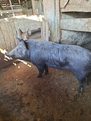 2 vieri de monta  - imagine 2