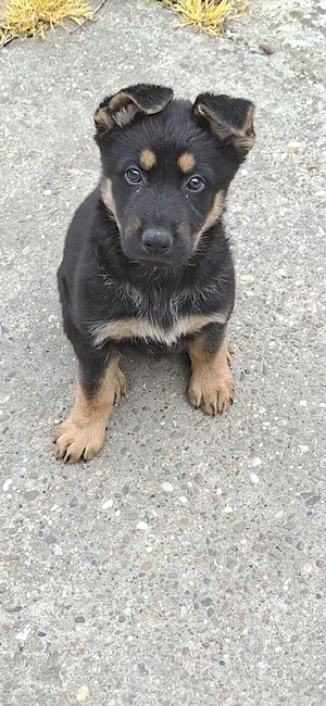 Ciobanesc german 6 saptamani - imagine 2