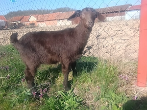 Iedute de vânzare,metis alpin francez cu saanen  - imagine 3