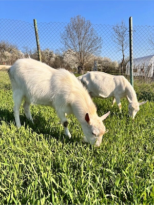 Țap rasă Sannen  - imagine 2