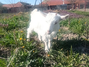 Iedute de vânzare,metis alpin francez cu saanen  - imagine 2