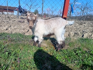 Iedute de vânzare,metis alpin francez cu saanen  - imagine 4