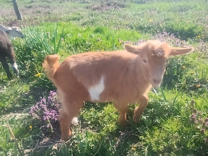 Iedute de vânzare,metis alpin francez cu saanen 